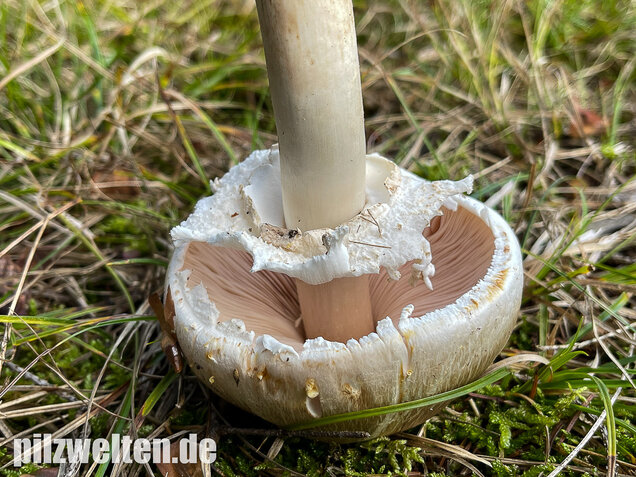 Karbolchampignon, Agaricus xanthodermus