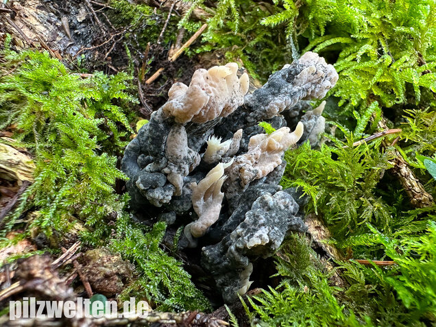 Korallenbefall, Korallenschimmel, Helminthosphaeria clavariarum