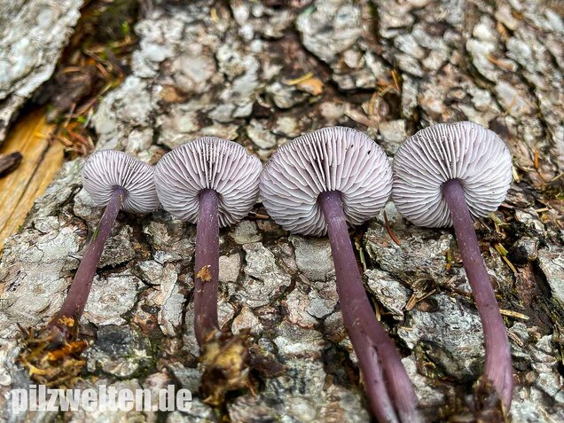 Lila Rettichhelmling, Mycena pura