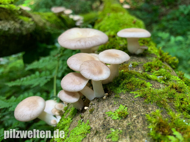 Lungenseitling, Pleurotus pulmonarius
