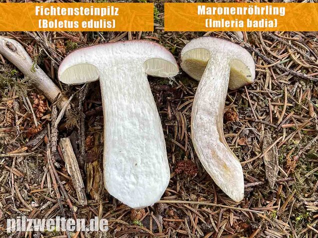 Maronenröhrling, Imleria badia