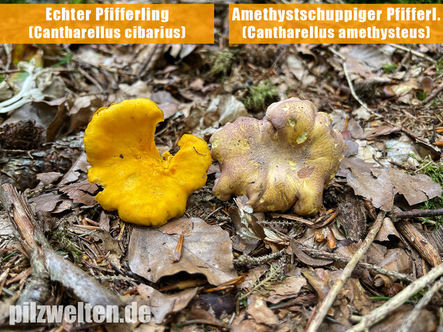 Echter Pfifferling, Cantharellus cibarius