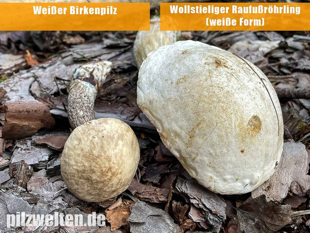 Weißer Birkenpilz, Leccinum holopus