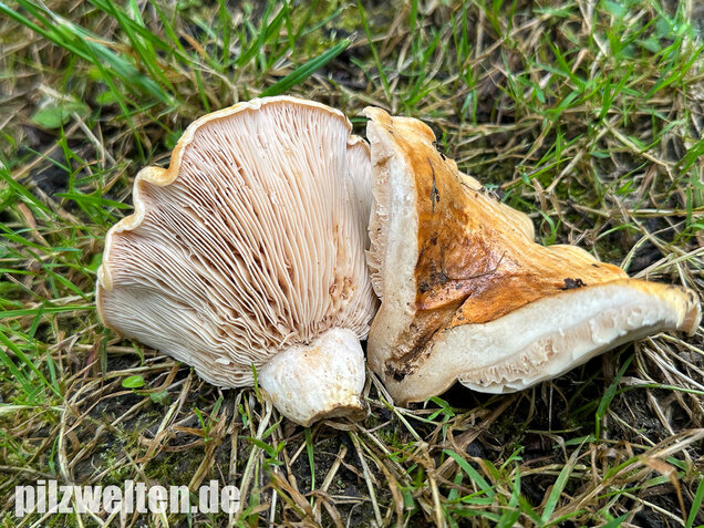 Queraderiger Milchling, Lactarius acerrimus