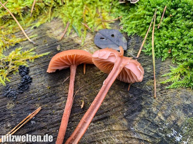 Rötlicher Lacktrichterling, Laccaria laccata