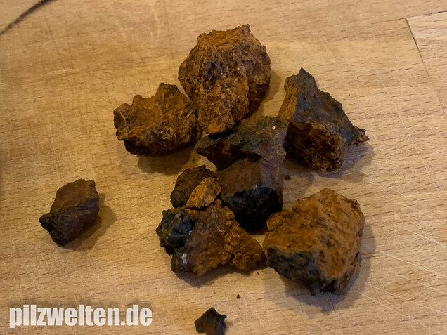 Schiefer Schillerporling, Chaga, Inonotus obliquus