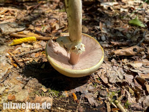 Schiefknolliger Anischampignon, Agaricus essettei