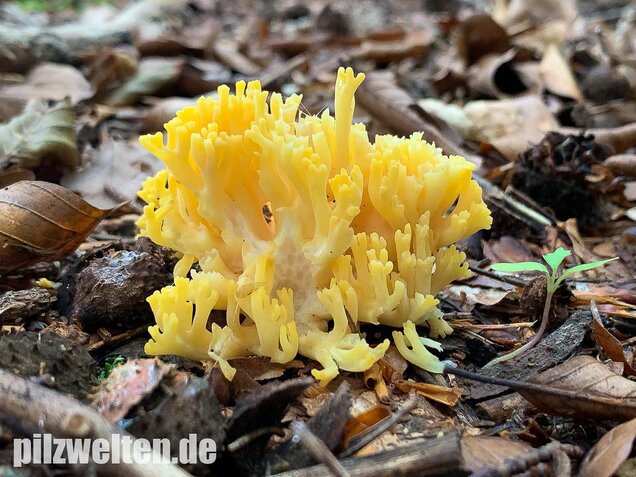 Schwefelgelbe Koralle, Ramaria flava
