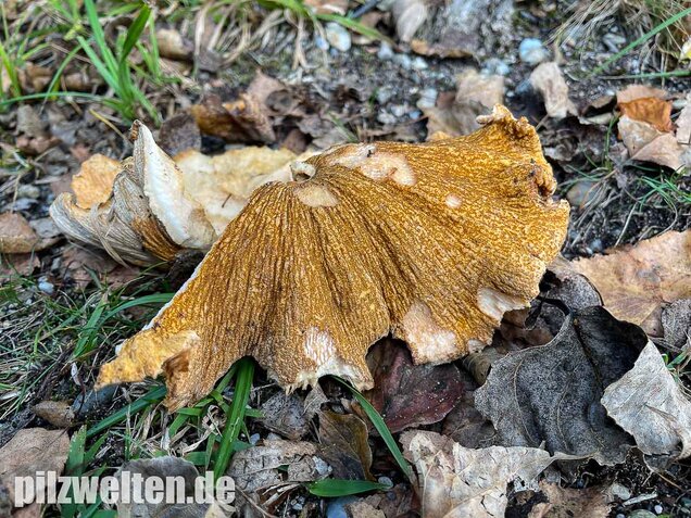 Tauber Reizker, Hypomyces lateritius