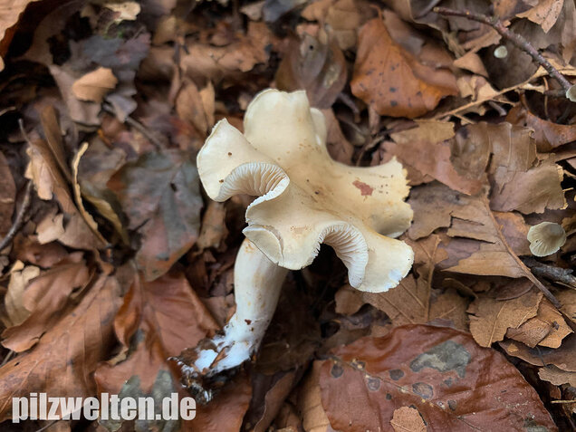 Unverschämter Ritterling, Tricholoma lascivum