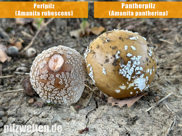 Pantherpilz, Pantherwulstling, Amanita pantherina