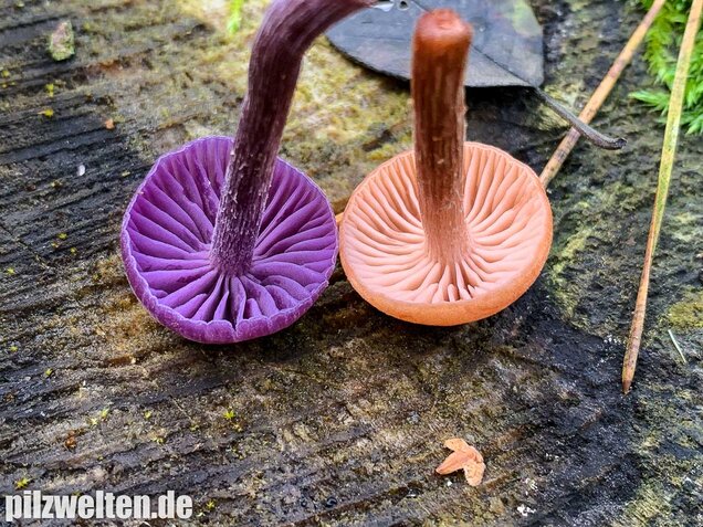 Rötlicher Lacktrichterling, Laccaria laccata