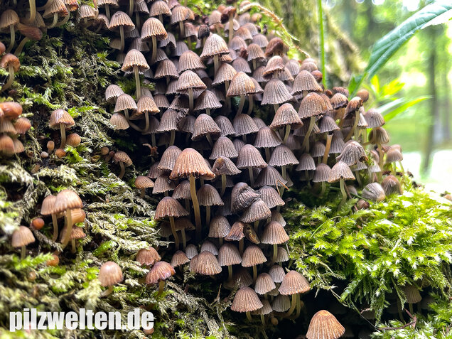 Zwergmürbling, Psathyrella pygmaea