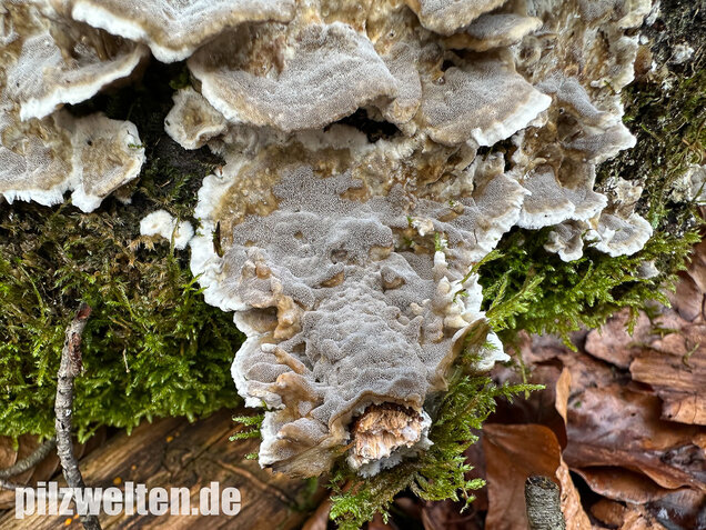 Angebrannter Rauchporling, Bjerkandera adusta
