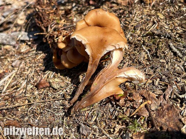 Aniszähling, Lentinellus cochleatus