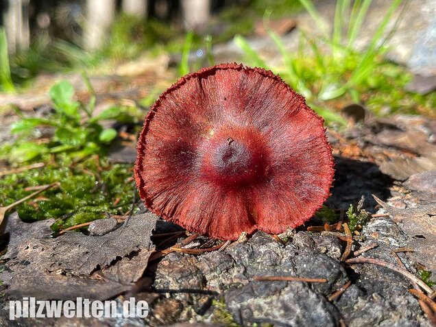 Blutroter Hautkopf, Cortinarius sanguineus