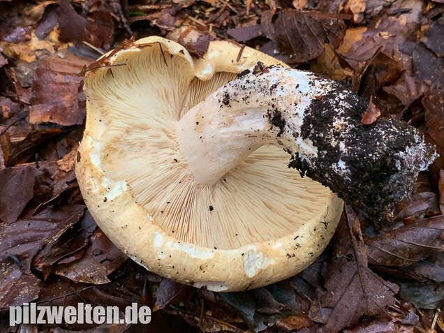 Dreifarbiger Krempentrichterling, Leucopaxillus compactus