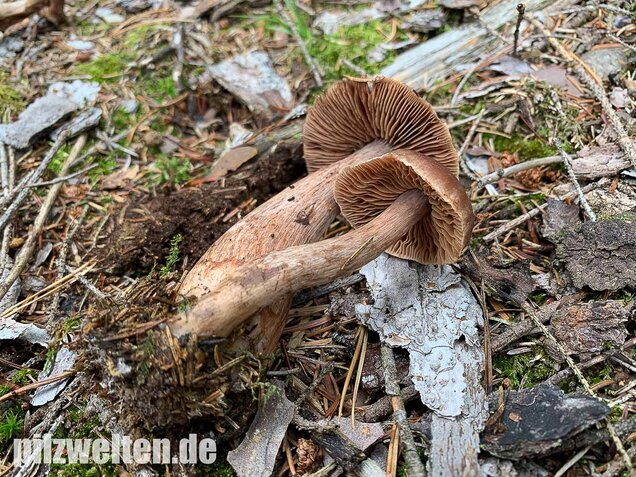 Dunkelbrauner Gürtelfuß, Cortinarius brunneus