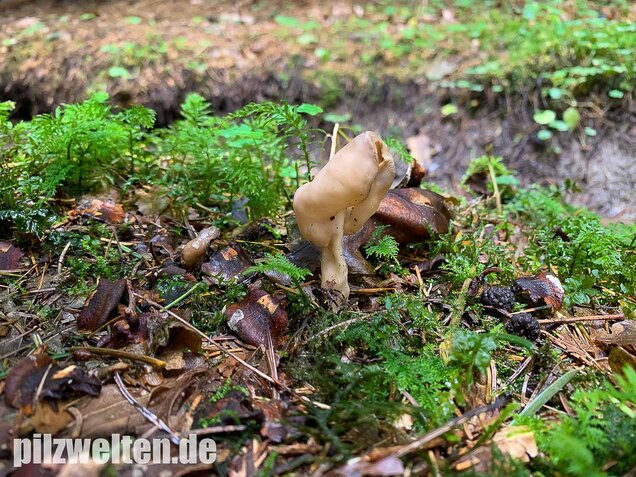 Elastische Lorchel, Helvella elastica