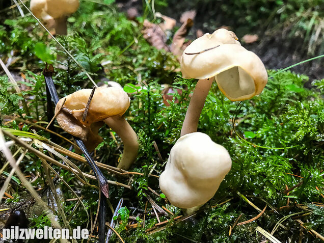 Elastische Lorchel, Helvella elastica