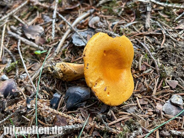 Falscher Pfifferling, Afterleistling, Hygrophoropsis aurantiaca
