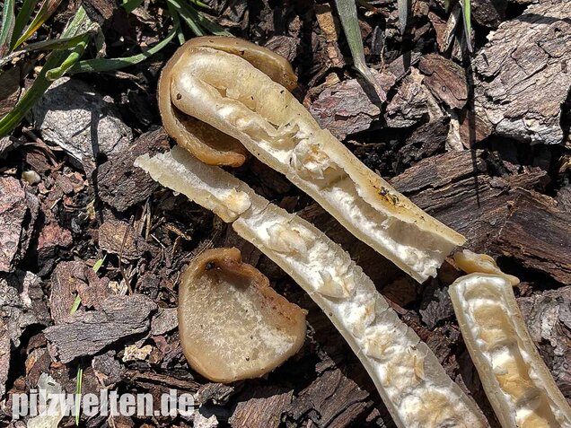 Fingerhutverpel, Verpa conica