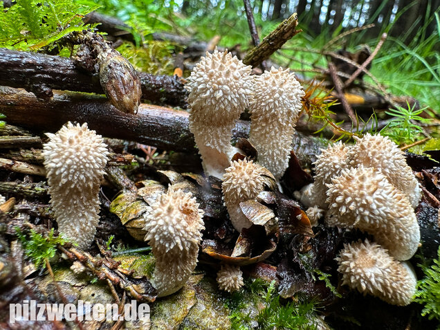 Flaschenstäubling, Flaschenbovist, Lycoperdon perlatum
