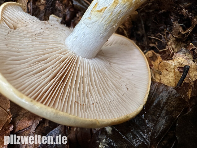 Gelbgegürtelter Schleimkopf, Phlegmacium olidum