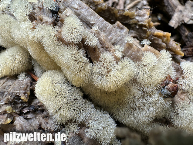 Geweihförmiger Schleimpilz, Ceratiomyxa fruticulosa