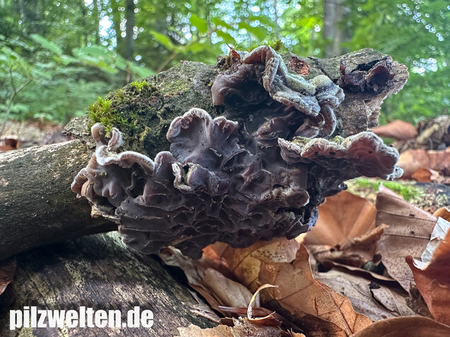 Gezonter Ohrlappenpilz,  Auricularia mesenterica