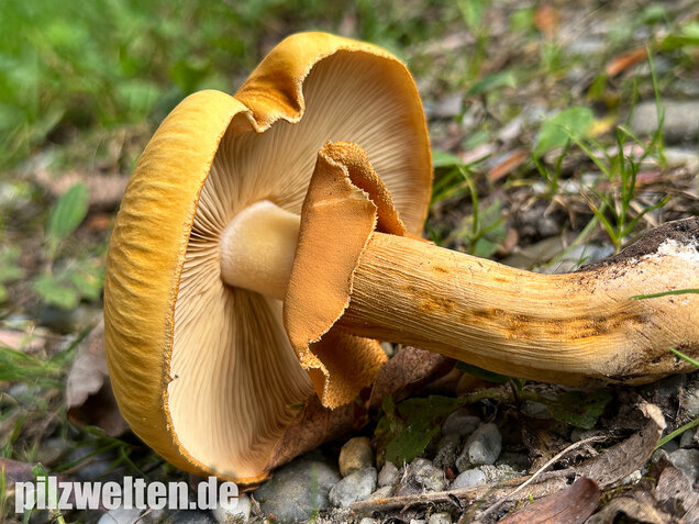 Glimmerschüppling, Phaeolepiota aurea