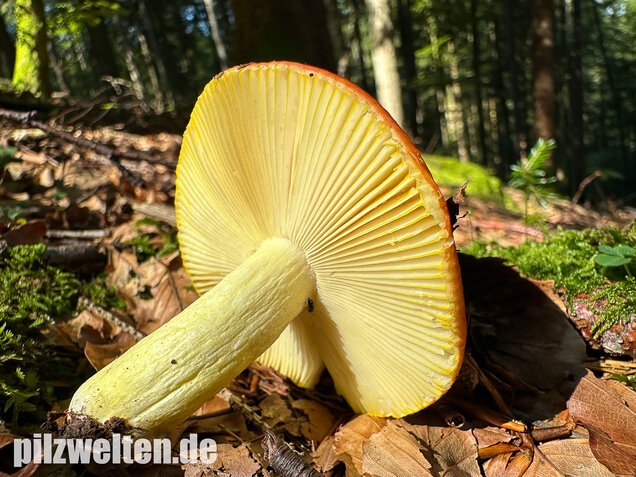 Goldtäubling, Russula aurea