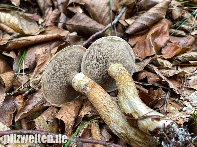 Grauer Lärchenröhrling, Suillus viscidus