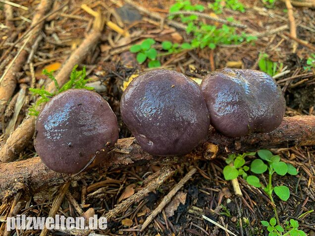 Großer Schmierling, Kuhmaul, Gomphidius glutinosus