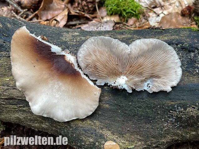Großes Stummelfüßchen, Crepidotus autochthonus