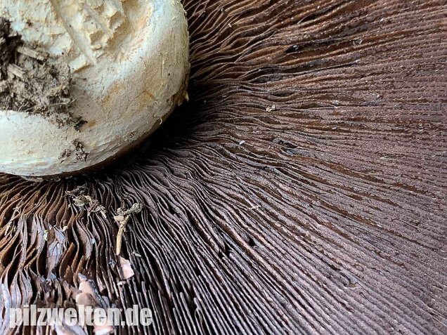 Großsporiger Riesenchampignon, Agaricus urinascens