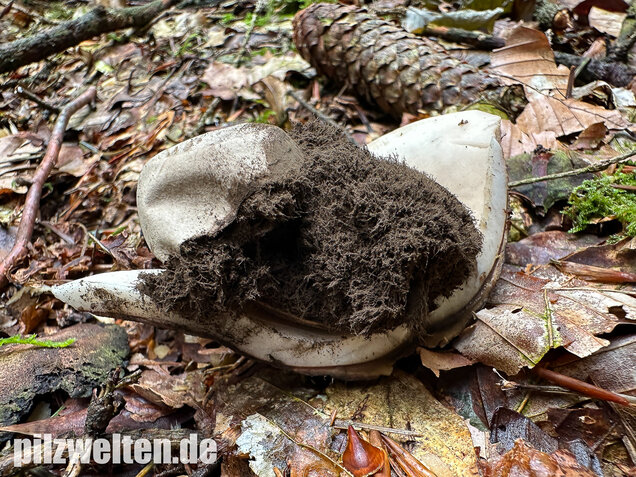 Halskrausen-Erdstern, Geastrum michelianum