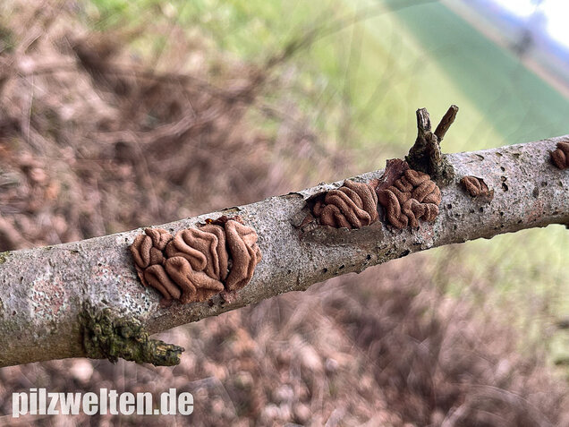 Hasel-Kleiebecherling, Haselbecherling, Encoelia furfuracea