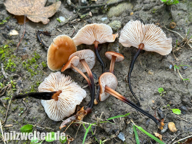 Kohlstinkschwindling, Gymnopus brassicolens