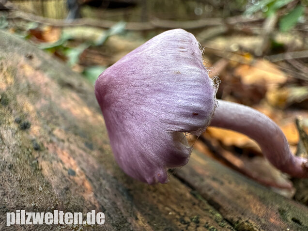 Violetter Risspilz, Lilaseidiger Risspilz, Inocybe violacea