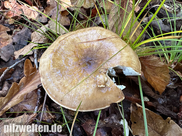 Zweifarbiger Schneckling, Olivbraungestiefelter Schneckling, Hygrophorus persoonii