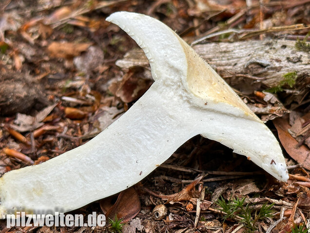 Pfeffermilchling, Lactifluus piperatus