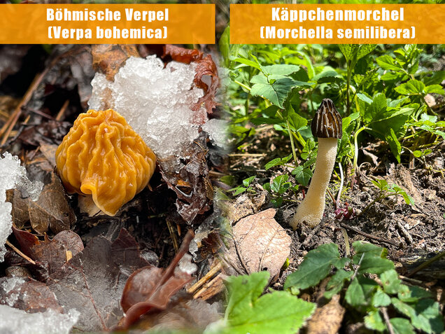 Böhmische Verpel, Verpa bohemica