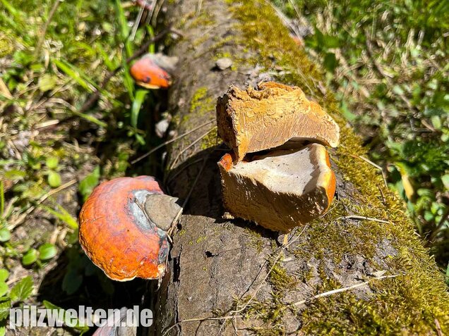 Rotrandiger Baumschwamm, Fomitopsis pinicola