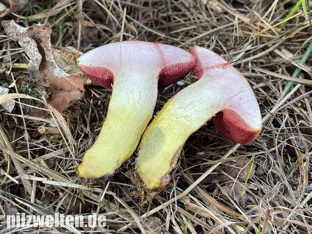Rubinroter Zwergröhrling, Chalciporus rubinus