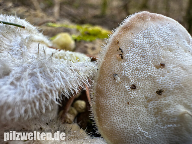 Samtige Tramete, Trametes pubescens
