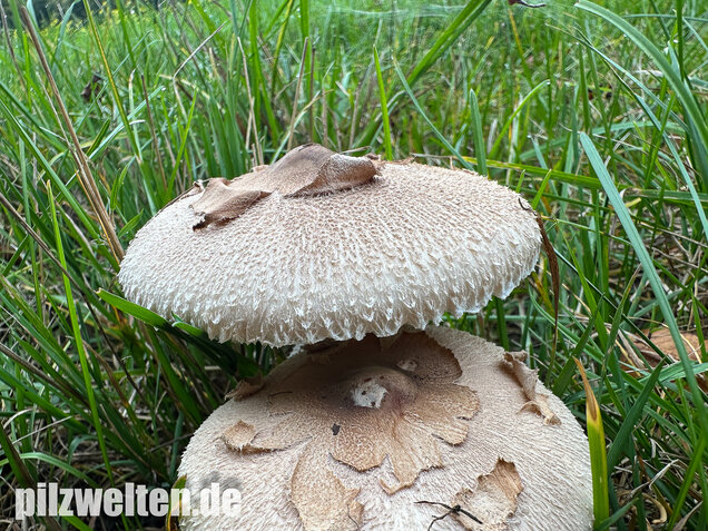 Sternschuppiger Riesenschirmling, Grobscholliger Riesenschirmling, Macrolepiota rhodosperma