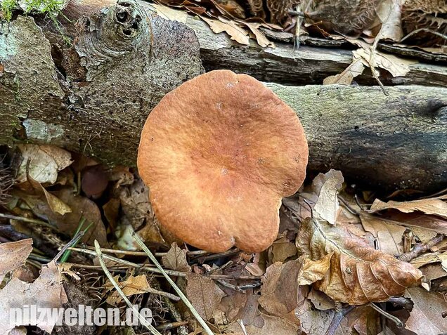 Süßlicher Buchenmilchling, Lactarius subdulcis