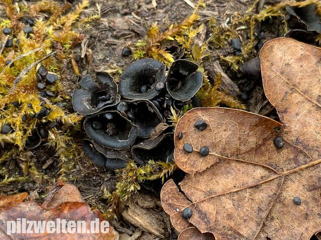 Topfteuerling, Cyathus olla