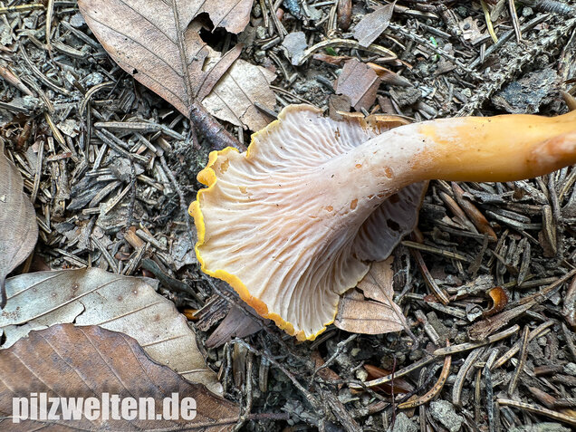 Gelbvioletter Pfifferling, Cantharellus ianthinoxanthus